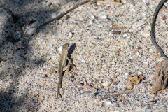 Microlophus bivittatus