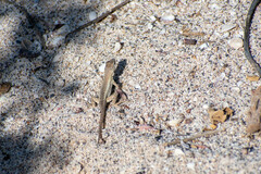 Microlophus bivittatus