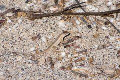 Microlophus bivittatus