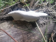Trametes suaveolens