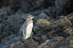 Spheniscus mendiculus