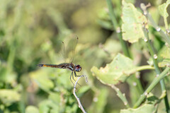 Tramea darwini