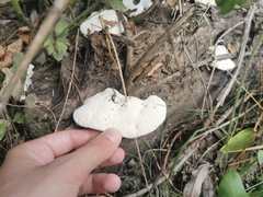 Trametes suaveolens