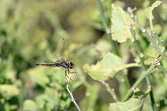 Tramea darwini
