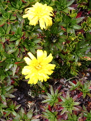 Hypochaeris sessiliflora