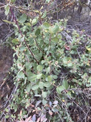 Lonicera subspicata