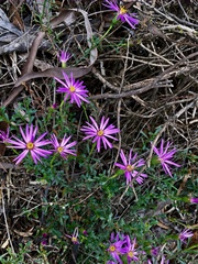 Olearia magniflora