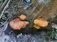 Pycnoporellus fulgens