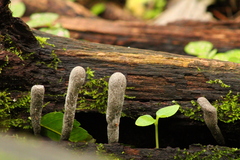 Xylaria polymorpha