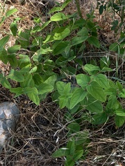 Hypericum androsaemum