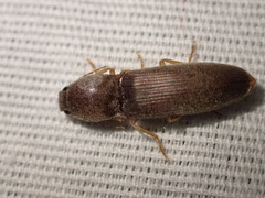 Conoderus parallelus