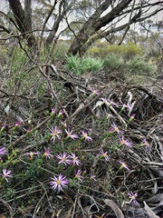 Olearia magniflora