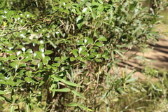 Psydrax odorata odorata