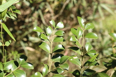 Psydrax odorata odorata