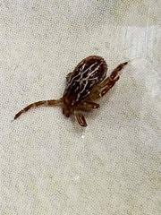 Amblyomma maculatum