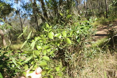 Psydrax odorata odorata