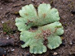 Riccia