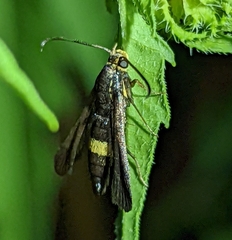 Carmenta pyralidiformis