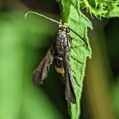 Carmenta pyralidiformis