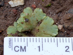 Riccia