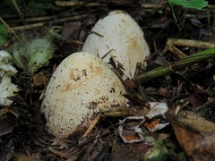 Phallus impudicus