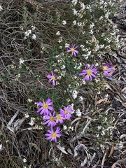 Olearia magniflora