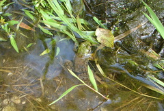 Lithobates clamitans