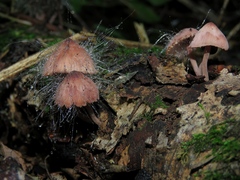 Mycena haematopus