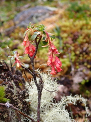 Ribes lehmannii