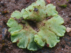 Riccia