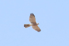Accipiter badius