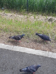 Columba livia domestica