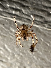 Araneus gemmoides