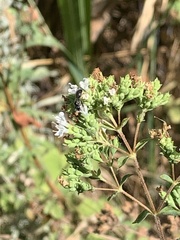 Apoidea