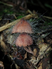 Spinellus fusiger