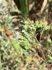 Apoidea