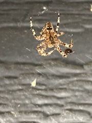 Araneus gemmoides