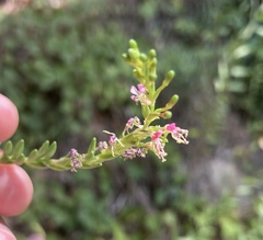 Oenothera curtiflora