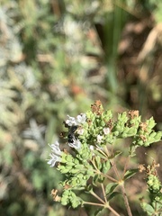 Apoidea