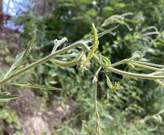 Oenothera curtiflora