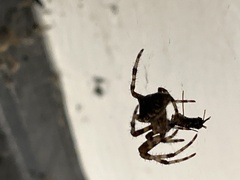 Araneus gemmoides