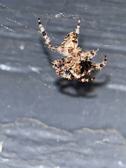Araneus gemmoides