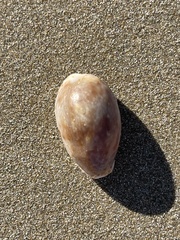 Naria erosa
