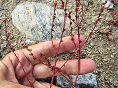 Rumex acetosella