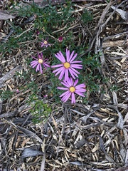 Olearia magniflora