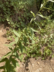 Oenothera curtiflora