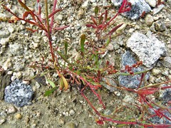 Rumex acetosella
