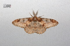 Amraica recursaria