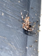Araneus gemmoides