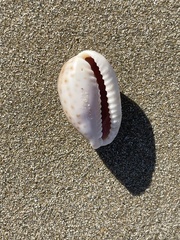 Naria erosa